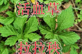 拉拉秧又名“活血草”，喂养家畜没有科技与狠活，植物利用价值高视频封面