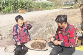 瓜子这么炒特别香，农村小伙大铁锅一炒，邻居都来凑热闹视频封面