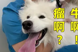 狗背上长了“痘”，去医院一检查，这痘不简单啊视频封面