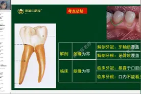 口腔健康：我们人体牙的组成构造，认识我们自己的牙齿视频封面