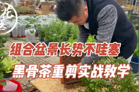 盆景长势不哇塞怎么办？小叶紫檀其实是黑骨茶？盆景修剪实战教学视频封面