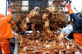 国外海捕帝王蟹，每到冬季国外开始捕捞雪蟹，天寒地冻出海不易视频封面