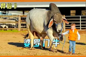 据说尿液中有黄金 婆罗门牛被阿三奉若神明视频封面