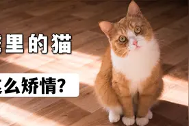 农村的猫吃剩饭，城里猫吃猫粮还嫌便宜，这么矫情？视频封面