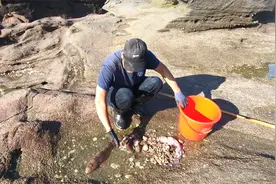 阿阳出海去荒岛赶海，章鱼 狗鲨收获满满呀，直呼发财视频封面