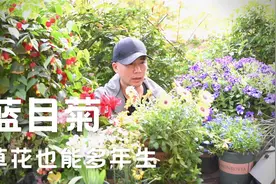 皮实好养蓝目菊，草花也能多年生，暴晒淋雨照样开视频封面