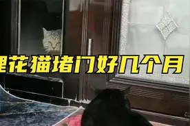 被狸花猫堵门好几个月是怎样的体验？视频封面