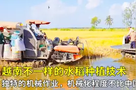 越南水稻种植技术如何？独特的机械作业，机械化程度不比中国差！视频封面