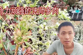 法师多肉拦腰砍断照样开花！生命力真强大，竟然还有人养不活？视频封面