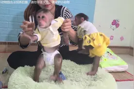 给两只猴子穿纸尿裤是如何穿的，猴子如何做到配合的视频封面
