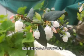 蓝莓为什么只开花不挂果？浇水方法错了！视频封面
