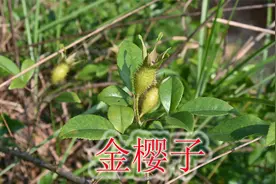 男人喜欢的植物“金樱子”，常采摘野果泡酒，好处大家是否了解？视频封面