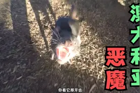 澳大利亚真正的恶魔，看着就很凶残视频封面
