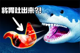那些关于鲨鱼的秘密冷知识，牙齿超过5万颗，还会把胃吐出来？视频封面