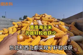 黄淮海夏玉米主产区，为啥籽粒收获的面积却很少视频封面