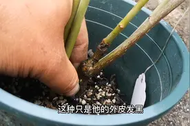 月季根部发黑，并不一定是黑杆，大家要分清楚情况视频封面