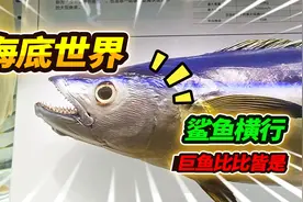 海底世界巨鱼堪比UFO，满池鲨鱼竟如此抢镜，最后沙曼好似海中蛇视频封面