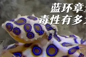 蓝环章鱼到底有多毒？哪个品种最毒？没想到我也有机会做期科普！视频封面