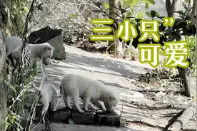 捕获三只白色小可爱视频封面
