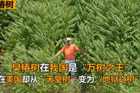 臭椿树入侵美国泛滥成灾，从天堂树变地狱树，在中国却是万树之王视频封面