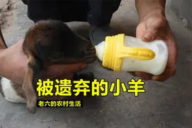 母羊早产4胞胎竟遗弃最小的羊羔，不喂奶还踢小羊，这是什么情况视频封面