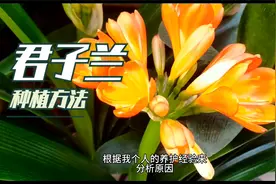君子兰的叶片变软、下垂，及时改善养护方法，避免叶片发黄、枯萎视频封面