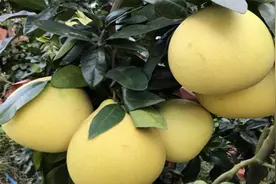 4种果树，种在院子里特旺宅，还有时令水果免费吃视频封面