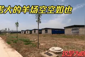 偌大的羊场空荡荡的，外地客商开始减少，就连中介也很少来，为啥视频封面
