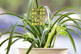 养兰花为什么使用磷酸二氢钾？真正的3个好处，很多兰友都不知道视频封面