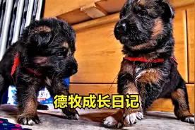 德牧从幼犬到成犬的30个瞬间视频封面