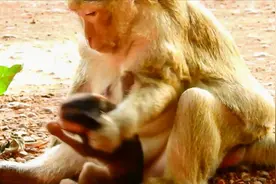 老实点，别动不动就想喝奶，猴妈抽住它的头发，小猴瞬间傻眼！