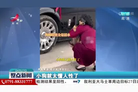 主人出嫁 狗狗拦住婚车不让走视频封面