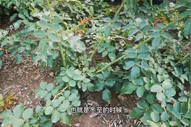 月季地栽的优势不容小觑，5个月就能培育一棵大苗视频封面