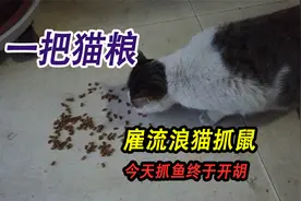 一把猫粮雇流浪猫抓鼠，3天没抓到鱼今天开胡，大猫吃鱼快如闪电视频封面