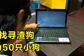 狗狗一口气生了50只小狗，但却找不到狗爸爸，调查后惊呆众人视频封面