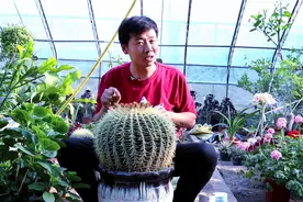 金琥仙人球典型的懒人植物，做好几点，不仅不烂根，还能花开不断视频封面