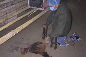 隔壁大哥家大公鸡偷偷溜进母鸡舍，一夜后离奇死亡，发生了什么呢视频封面