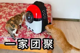 太难了！狸花猫终于找回来了，猫咪一家也终于团聚了！视频封面