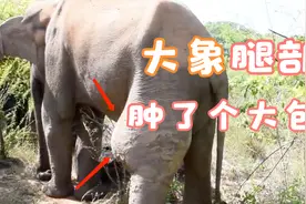 大象腿上肿起“巨包”，被人类救助后，下一秒画面令人感动！视频封面