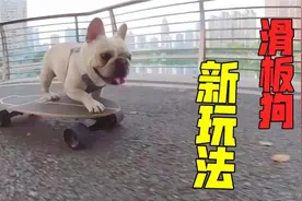 滑板狗拍摄设备大升级，全新视角，有种身临其境的感觉视频封面