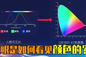 人眼是如何看见颜色的？为什么皮皮虾眼中的世界更加绚丽？视频封面