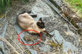 猫咪捉到兔子，正打算戏耍一番，却便宜了猫头鹰视频封面