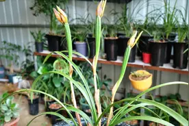 淘米水里加1勺它，浇给兰花，补水补肥又杀菌，一举三得！视频封面