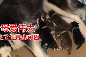 哈士奇第一次当妈妈，从凌晨两点折腾到下午四点，狗累人也累视频封面
