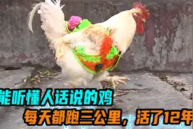 能听懂人话说的鸡，每天都跑三公里，活了12年