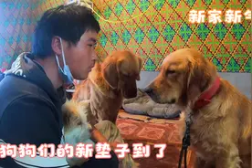 新家新狗床，铺上舒服暖和的床垫让狗狗们过一个温暖的冬天视频封面