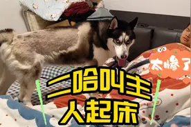 二哈叫人起床有多绝？直接把主人整的崩溃大哭，这傻狗你敢养？视频封面
