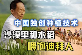 沙漠里种水稻，中国独创种植技术，把沙漠变成万亩良田视频封面