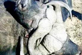 两头野牛死法怪异，牛角缠绕在一起，爱情的力量？视频封面