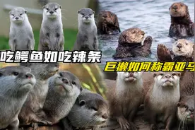 吃食人鱼犹如吃辣条，把鳄鱼咬的秃尾巴，巨獭如何称霸亚马逊？视频封面